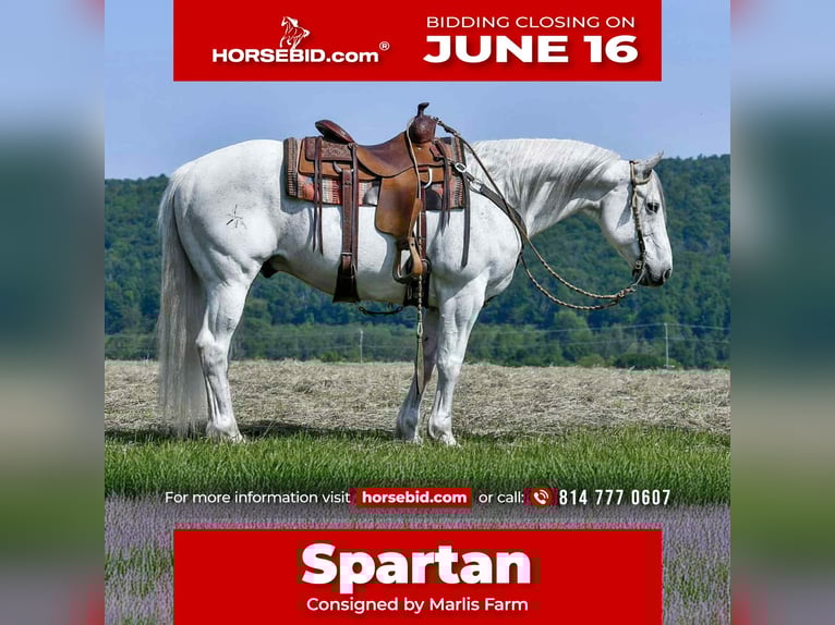 American Quarter Horse Wałach 11 lat 152 cm Siwa in Rebersburg, PA