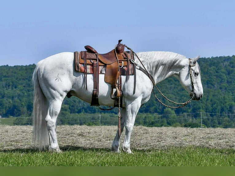 American Quarter Horse Wałach 11 lat 152 cm Siwa in Rebersburg, PA