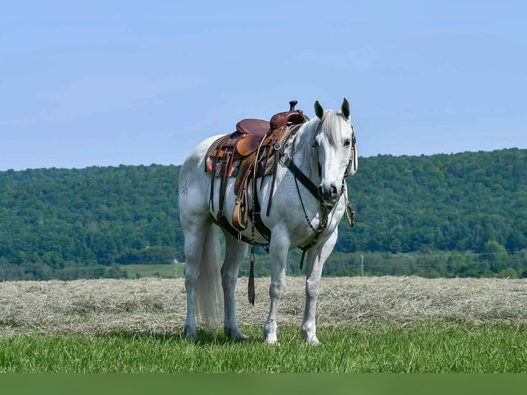 American Quarter Horse Wałach 11 lat 152 cm Siwa in Rebersburg, PA