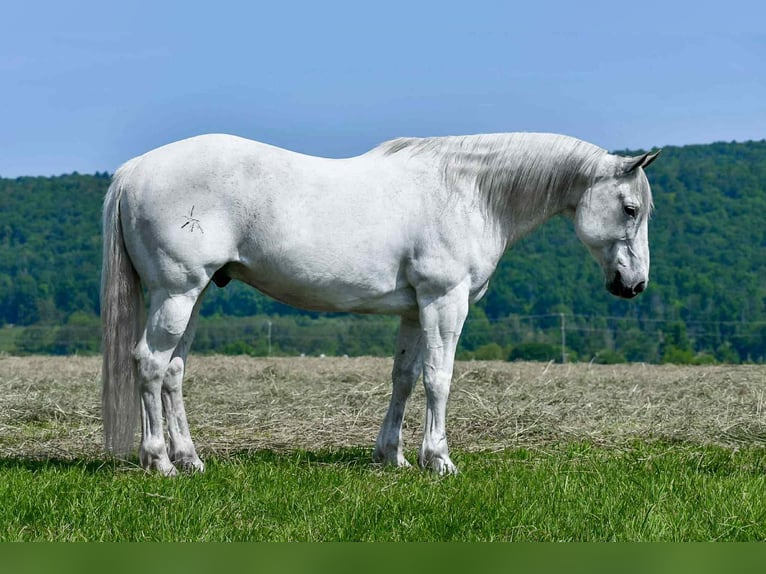American Quarter Horse Wałach 11 lat 152 cm Siwa in Rebersburg, PA