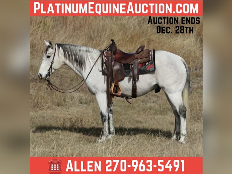 American Quarter Horse Wałach 11 lat 152 cm Siwa in Mineral Wells TX