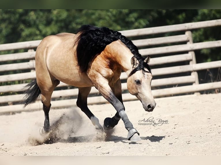 American Quarter Horse Wałach 11 lat 153 cm Jelenia in Tannheim