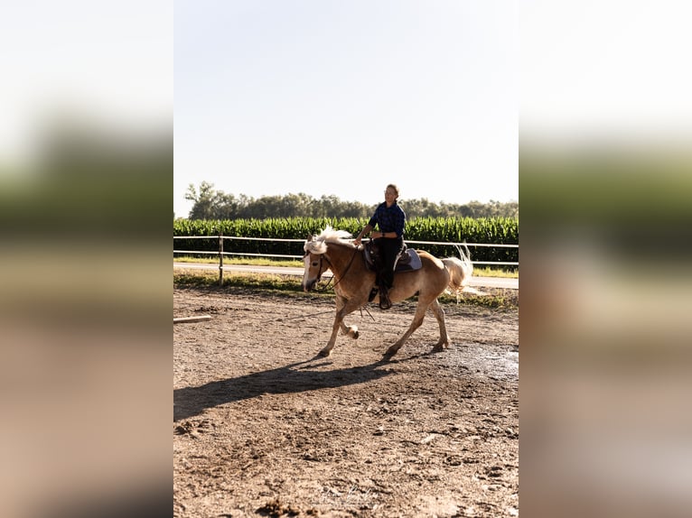 American Quarter Horse Mix Wałach 11 lat 154 cm Kasztanowata in Friesenheim