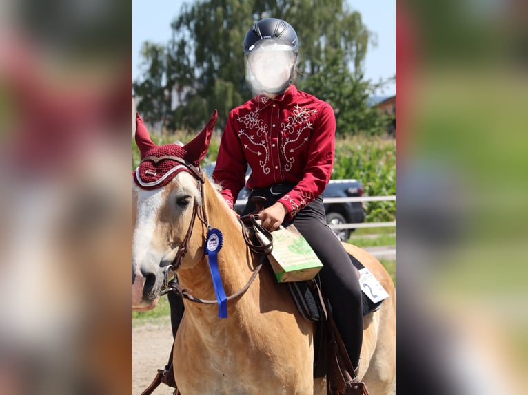 American Quarter Horse Mix Wałach 11 lat 154 cm Kasztanowata in Friesenheim