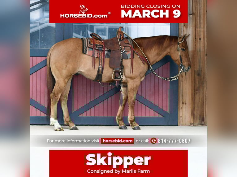 American Quarter Horse Wałach 11 lat 155 cm Bułana in Rebersburg