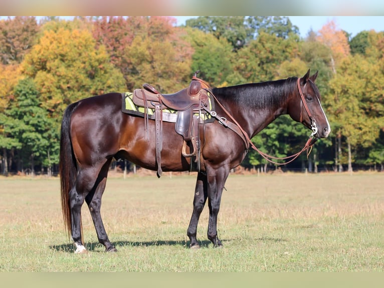 American Quarter Horse Wałach 11 lat 155 cm Gniada in Clarion, PA