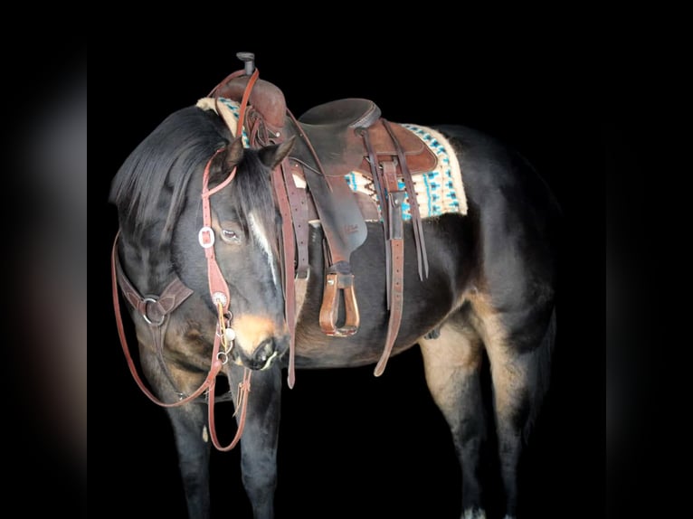 American Quarter Horse Wałach 11 lat 155 cm Gniada in Clarion