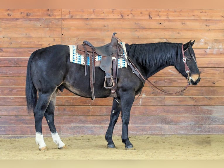 American Quarter Horse Wałach 11 lat 155 cm Gniada in Clarion