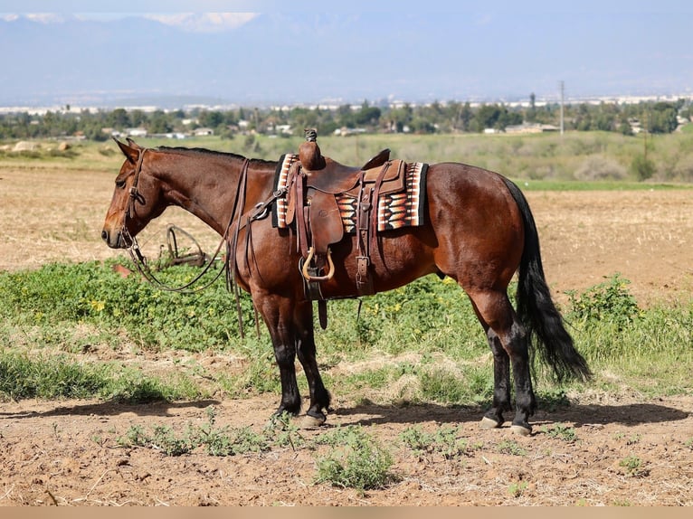American Quarter Horse Wałach 11 lat 155 cm Gniada in Norco