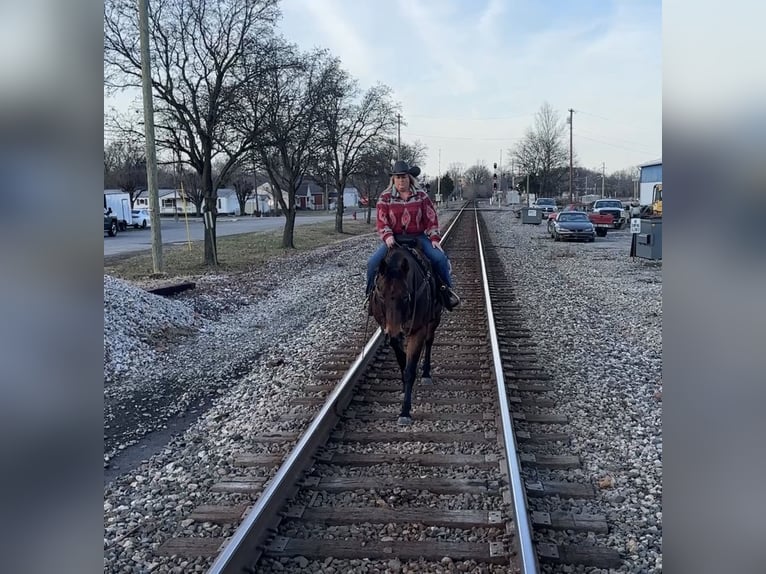 American Quarter Horse Wałach 11 lat 155 cm Gniadodereszowata in Henderson