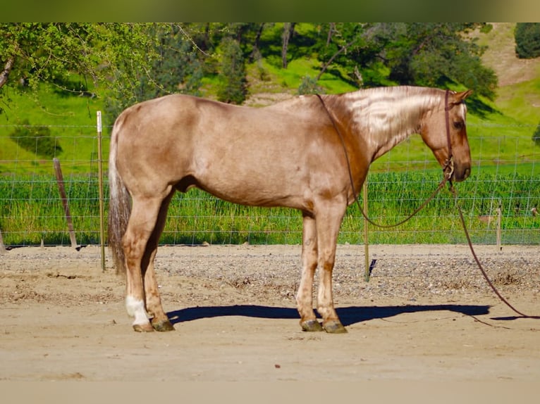 American Quarter Horse Wałach 11 lat 155 cm Izabelowata in Tres Pinos