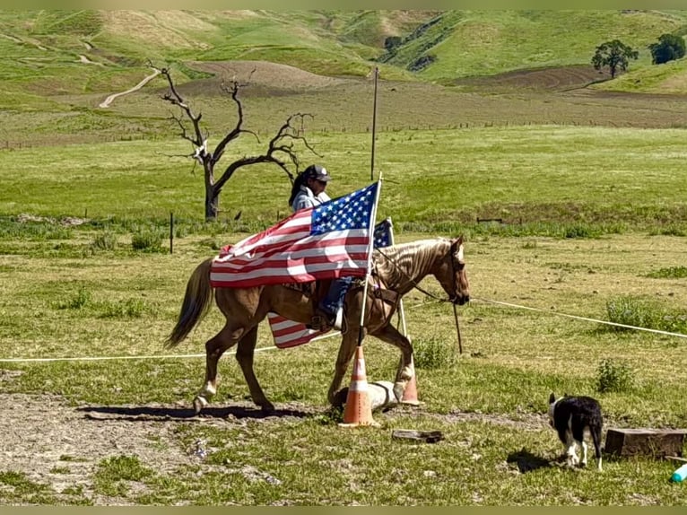 American Quarter Horse Wałach 11 lat 155 cm Izabelowata in Tres Pinos
