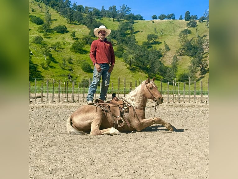 American Quarter Horse Wałach 11 lat 155 cm Izabelowata in Tres Pinos