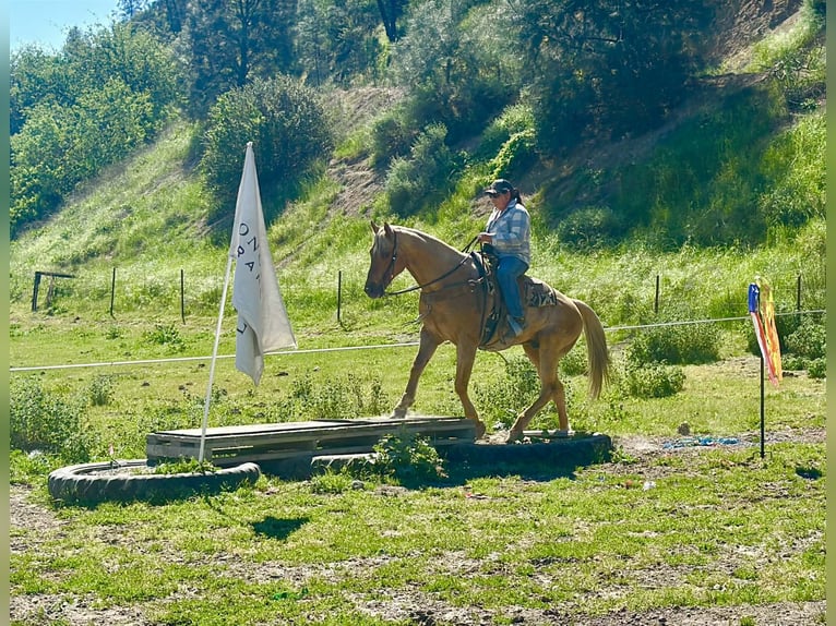 American Quarter Horse Wałach 11 lat 155 cm Izabelowata in Tres Pinos