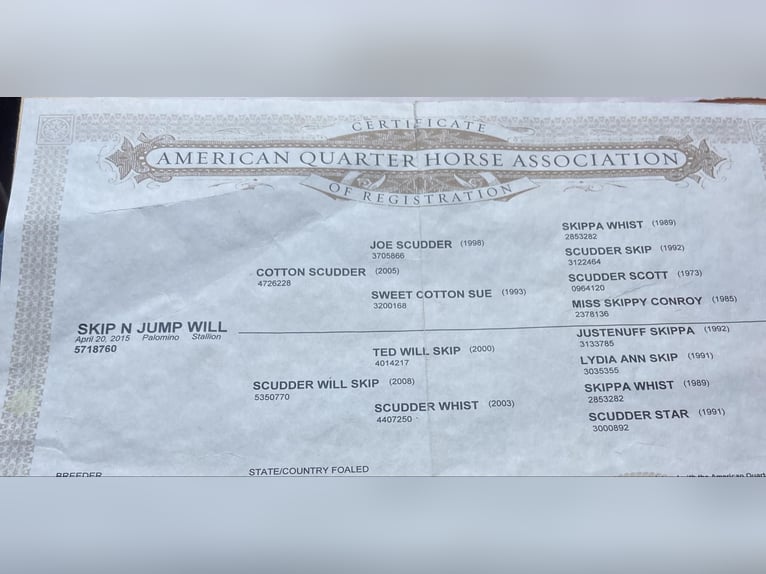 American Quarter Horse Wałach 11 lat 155 cm Izabelowata in Paicines CA