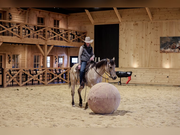 American Quarter Horse Wałach 11 lat 155 cm Jelenia in Needmore