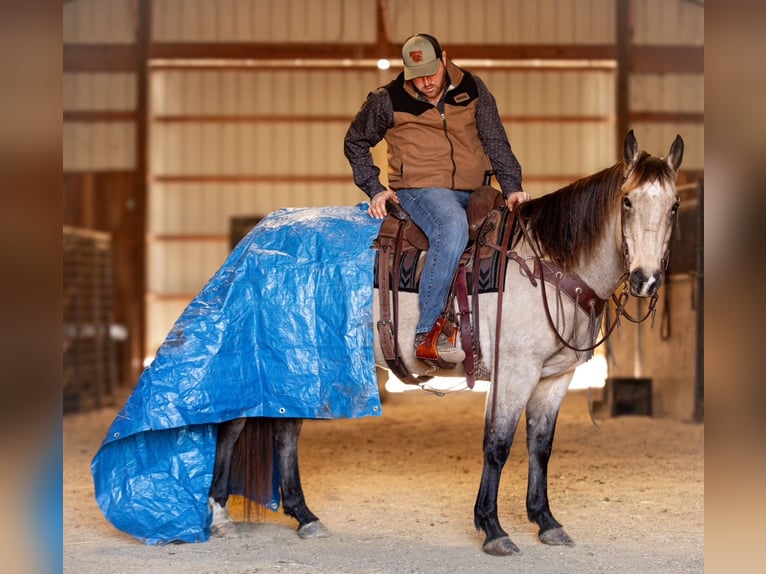 American Quarter Horse Wałach 11 lat 155 cm Jelenia in Santa Fe