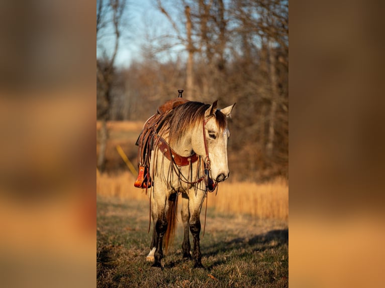 American Quarter Horse Wałach 11 lat 155 cm Jelenia in Santa Fe