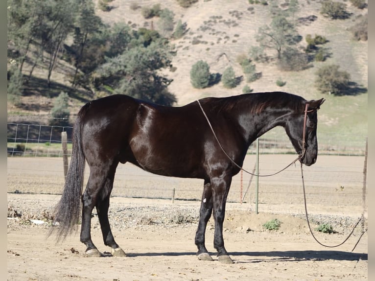 American Quarter Horse Wałach 11 lat 155 cm Kara in Tres Pinos