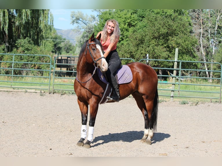 American Quarter Horse Wałach 11 lat 157 cm Gniada in Fort Collins