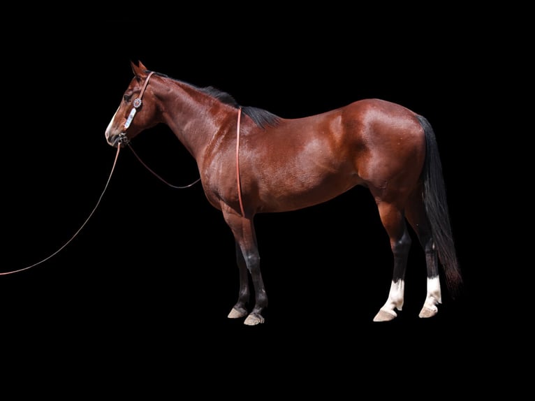 American Quarter Horse Wałach 11 lat 157 cm Gniada in Fort Collins