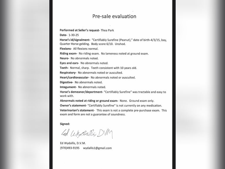 American Quarter Horse Wałach 11 lat 157 cm Gniada in Fort Collins, CO