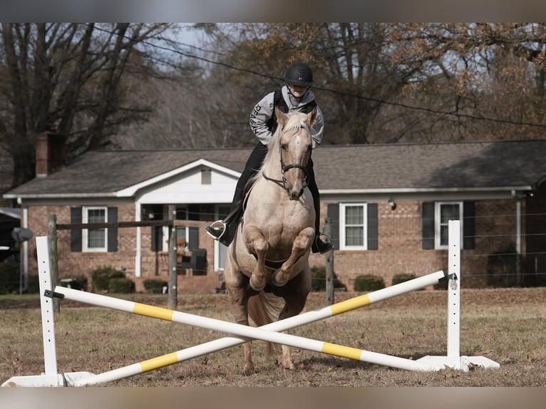 American Quarter Horse Wałach 11 lat 157 cm Izabelowata in Clover