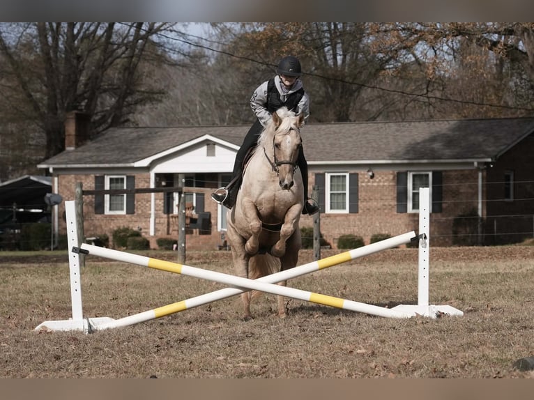 American Quarter Horse Wałach 11 lat 157 cm Izabelowata in Clover