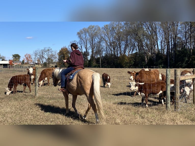 American Quarter Horse Wałach 11 lat 157 cm Izabelowata in Barhamsville