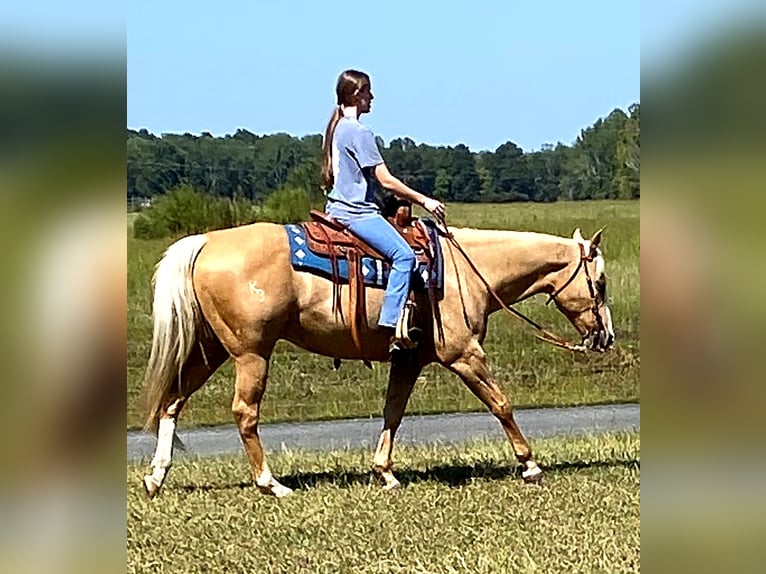 American Quarter Horse Wałach 11 lat 157 cm Izabelowata in Barhamsville