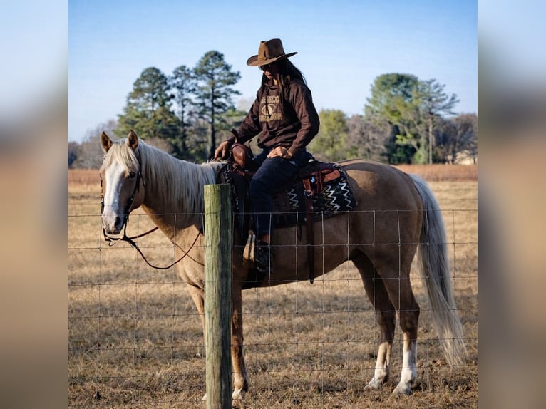 American Quarter Horse Wałach 11 lat 157 cm Izabelowata in Barhamsville