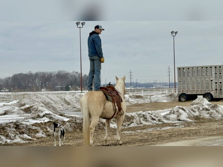 American Quarter Horse Wałach 11 lat 157 cm Izabelowata in Cannon Falls