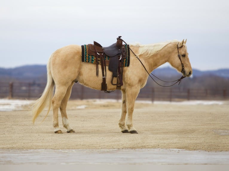 American Quarter Horse Wałach 11 lat 157 cm Izabelowata in Cannon Falls