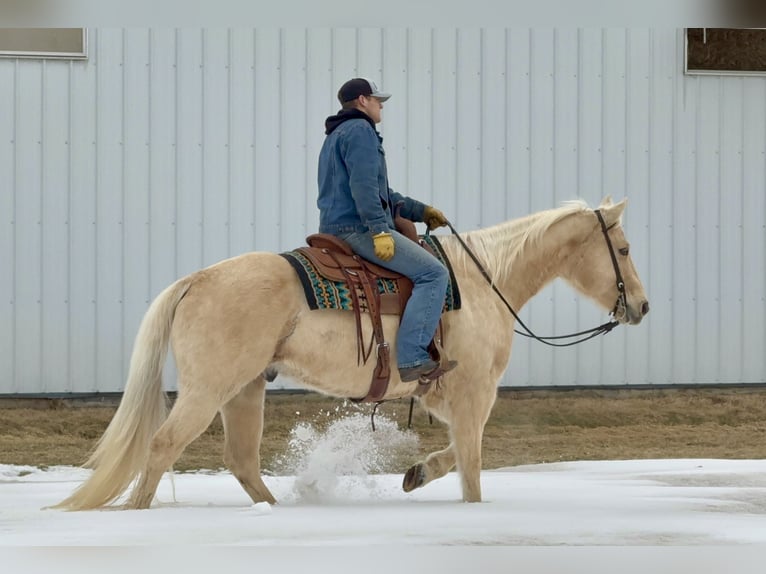 American Quarter Horse Wałach 11 lat 157 cm Izabelowata in Cannon Falls