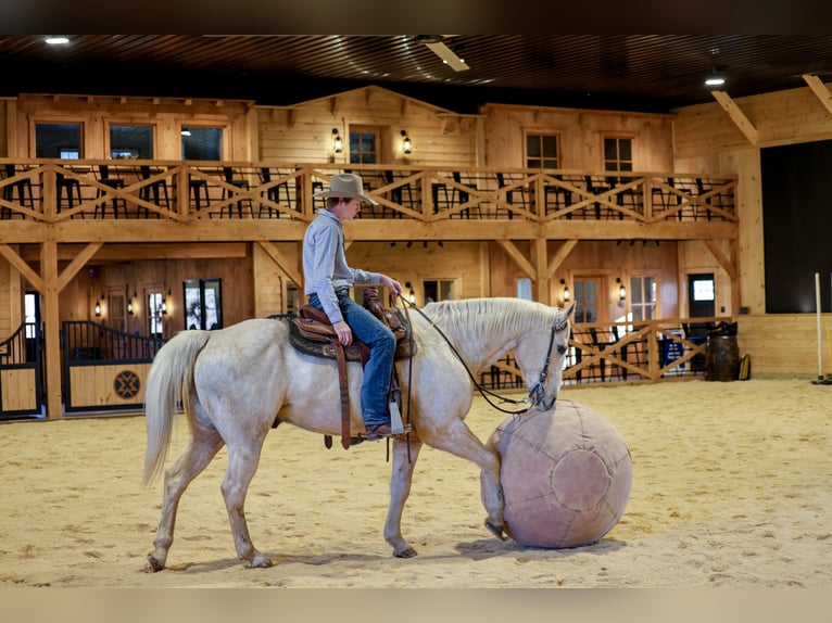 American Quarter Horse Wałach 11 lat 157 cm Izabelowata in Needmore