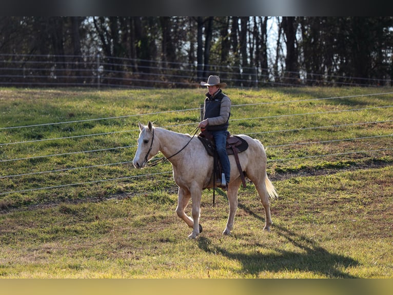 American Quarter Horse Wałach 11 lat 157 cm Izabelowata in Needmore