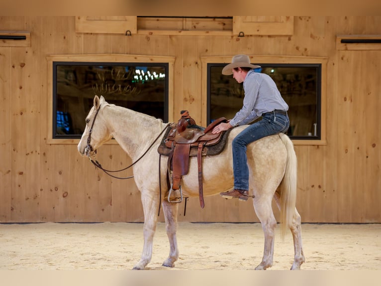 American Quarter Horse Wałach 11 lat 157 cm Izabelowata in Needmore