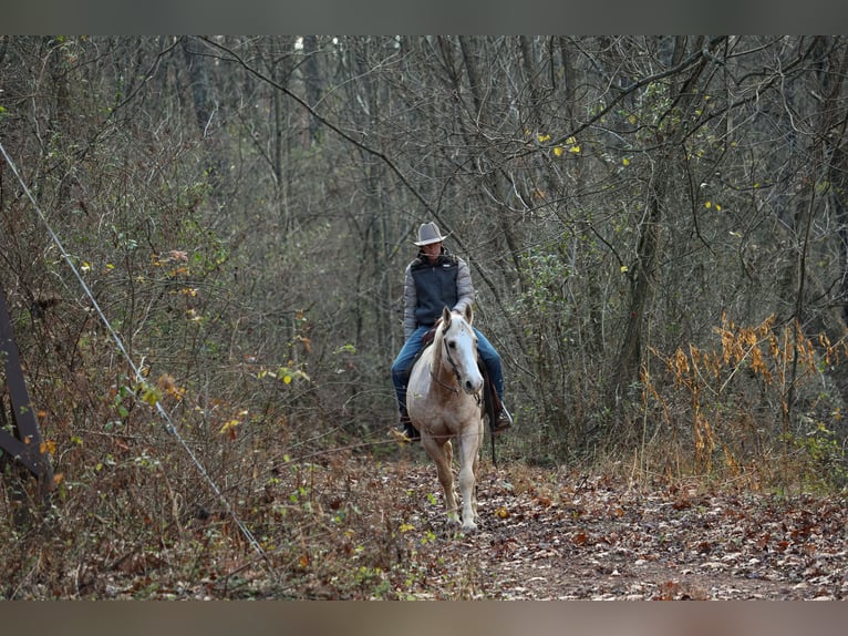 American Quarter Horse Wałach 11 lat 157 cm Izabelowata in Needmore