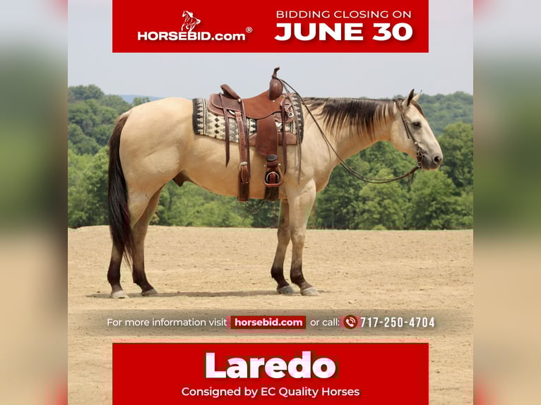 American Quarter Horse Wałach 11 lat 157 cm Jelenia in Beaver Springs, PA