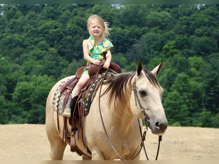 American Quarter Horse Wałach 11 lat 157 cm Jelenia in Beaver Springs, PA