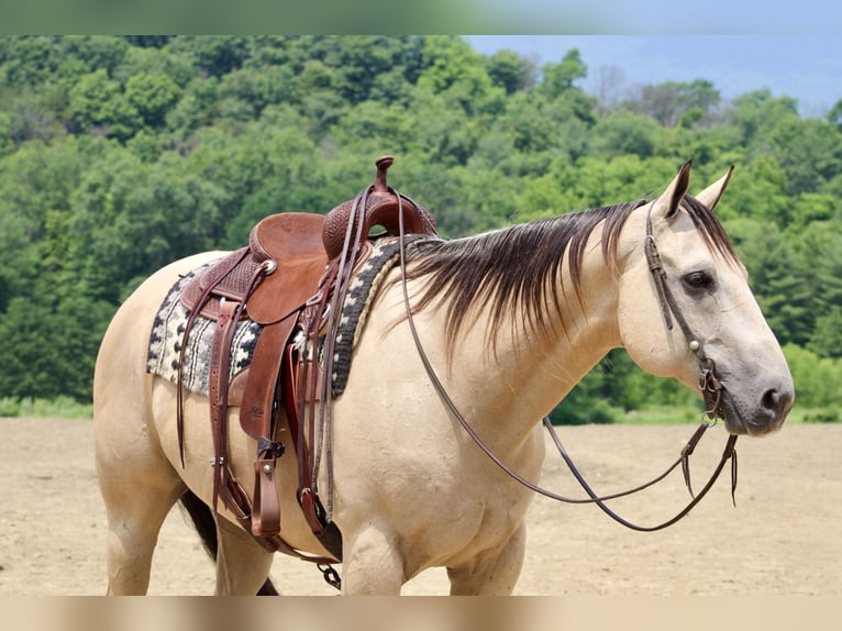 American Quarter Horse Wałach 11 lat 157 cm Jelenia in Beaver Springs, PA