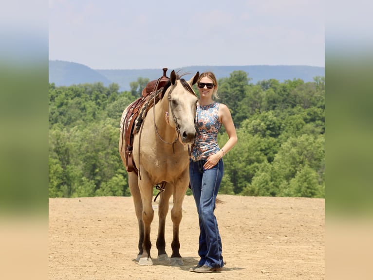 American Quarter Horse Wałach 11 lat 157 cm Jelenia in Beaver Springs, PA