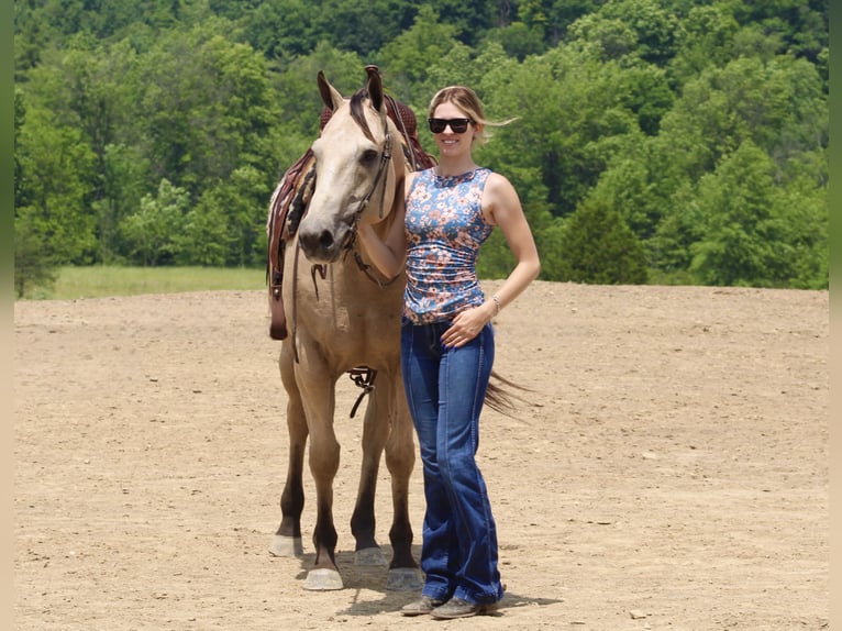 American Quarter Horse Wałach 11 lat 157 cm Jelenia in Beaver Springs, PA