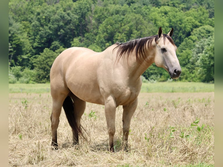 American Quarter Horse Wałach 11 lat 157 cm Jelenia in Beaver Springs, PA
