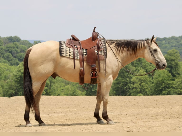 American Quarter Horse Wałach 11 lat 157 cm Jelenia in Beaver Springs, PA