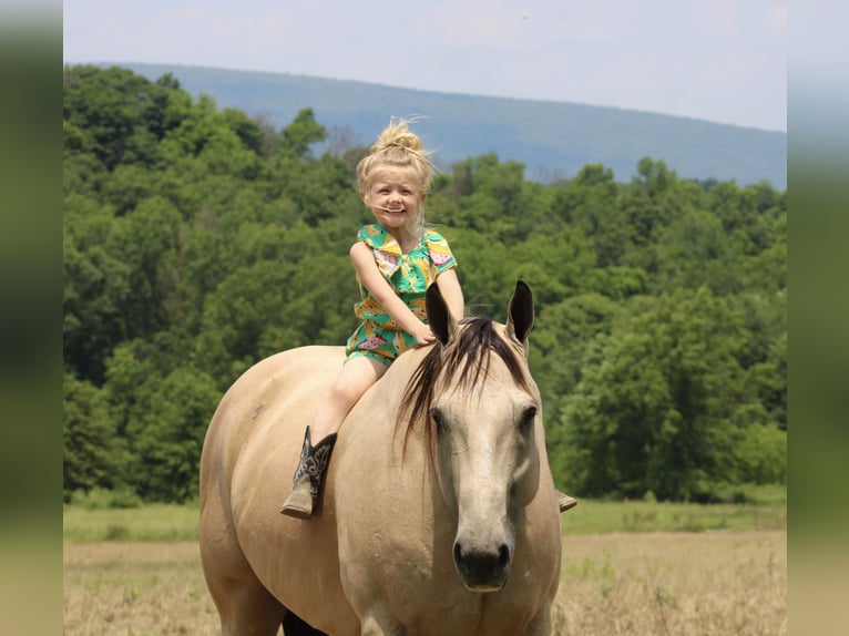 American Quarter Horse Wałach 11 lat 157 cm Jelenia in Beaver Springs, PA