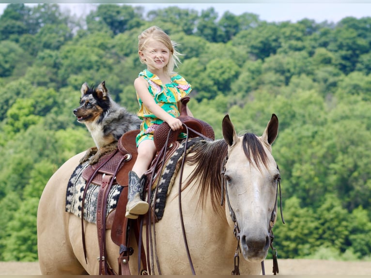 American Quarter Horse Wałach 11 lat 157 cm Jelenia in Beaver Springs, PA