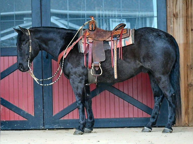 American Quarter Horse Wałach 11 lat 157 cm Karodereszowata in Rebersburg