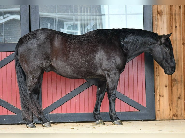 American Quarter Horse Wałach 11 lat 157 cm Karodereszowata in Rebersburg
