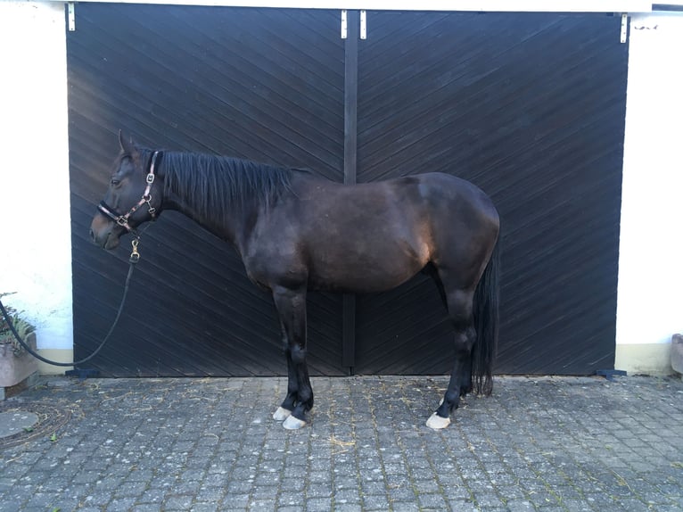 American Quarter Horse Wałach 11 lat 160 cm Gniada in Sinntal